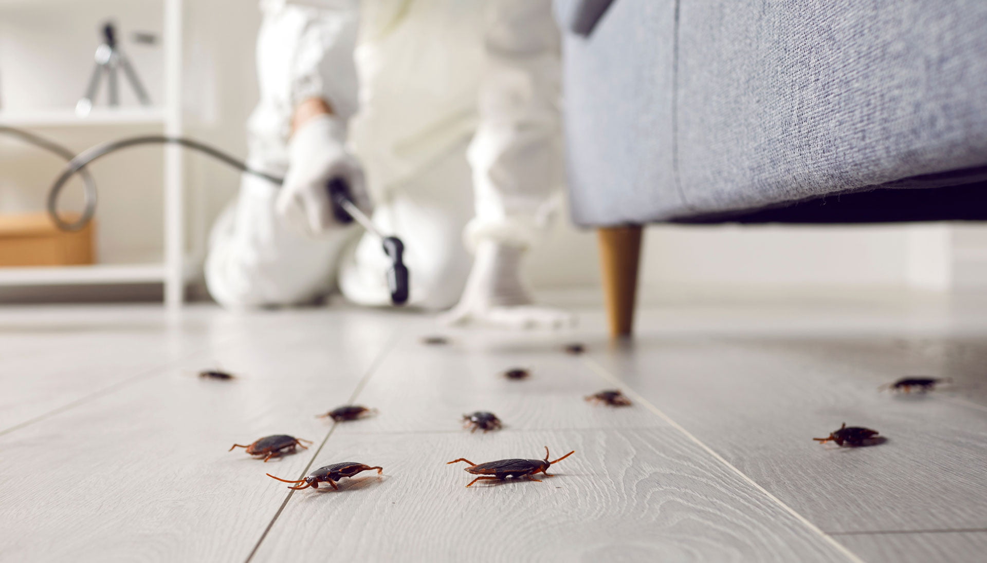 Coquerelles mortes apres le passage de l'exterminateur.