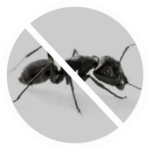 Fourmis.