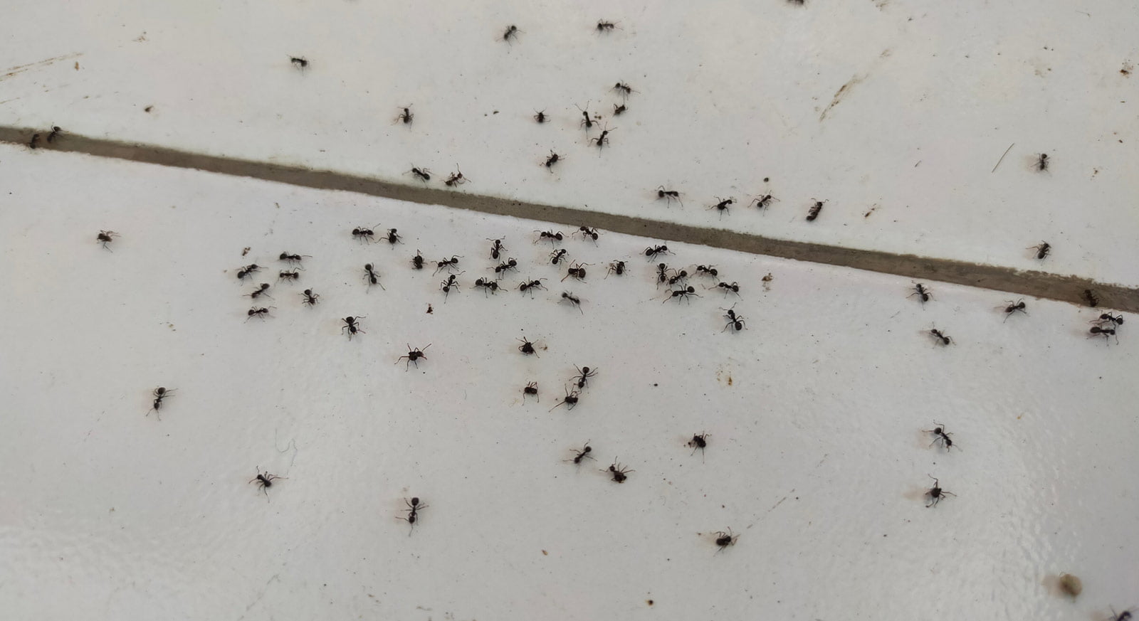 Infestations de fourmis.
