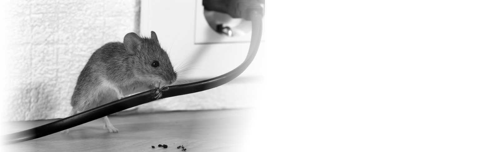 Souris rongeant un fils electrique.
