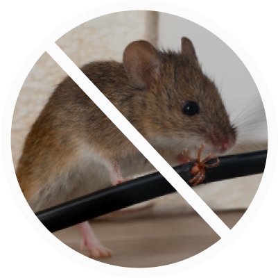 Souris rongeant fils.